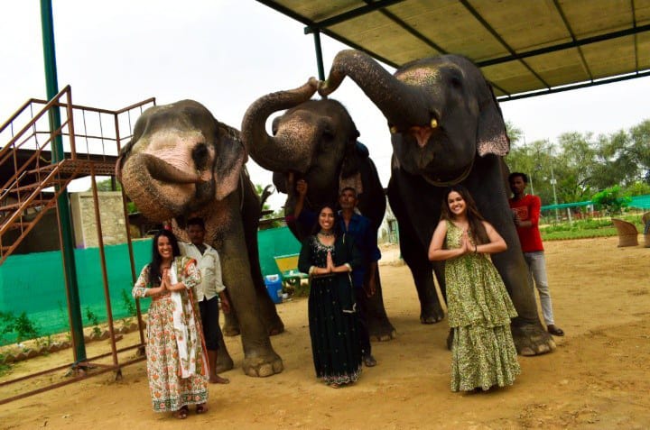 Decorated elephants Jaipur festival photo